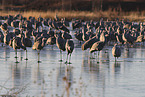sandhill cranes