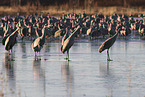 sandhill cranes