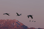 sandhill cranes