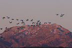 sandhill cranes