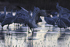 sandhill cranes