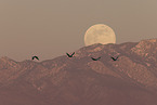 sandhill cranes