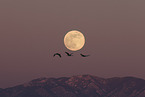 sandhill cranes