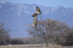 sandhill cranes