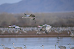 sandhill cranes