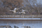 sandhill cranes