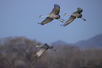sandhill cranes