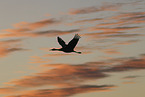 sandhill crane