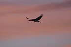 sandhill crane