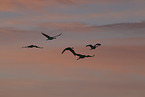 sandhill cranes