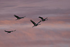 sandhill cranes