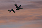 sandhill cranes