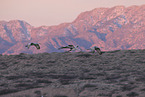 sandhill cranes