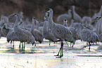sandhill cranes