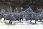 sandhill cranes