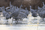 sandhill cranes