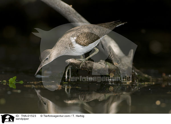 Fluuferlufer / sandpiper / THA-01523