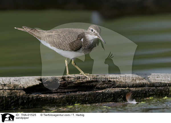 Fluuferlufer / sandpiper / THA-01525