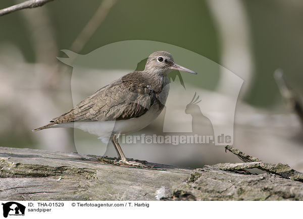 Fluuferlufer / sandpiper / THA-01529