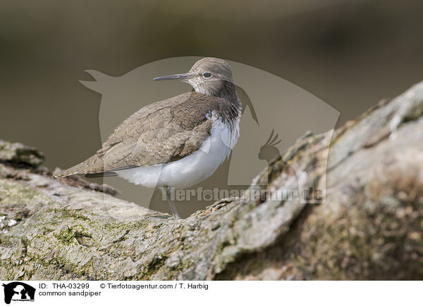 Flussuferlufer / common sandpiper / THA-03299