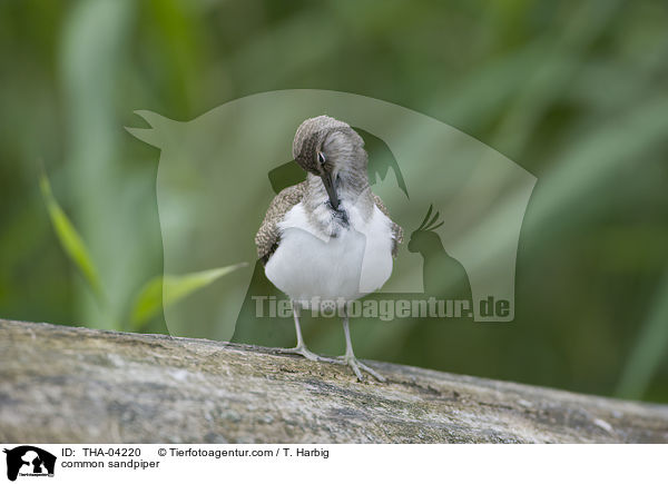 Flussuferlufer / common sandpiper / THA-04220