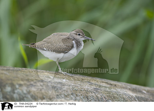 Flussuferlufer / common sandpiper / THA-04224