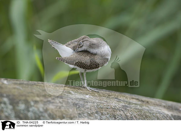 Flussuferlufer / common sandpiper / THA-04225