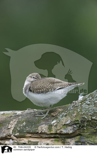 Flussuferlufer / common sandpiper / THA-04235