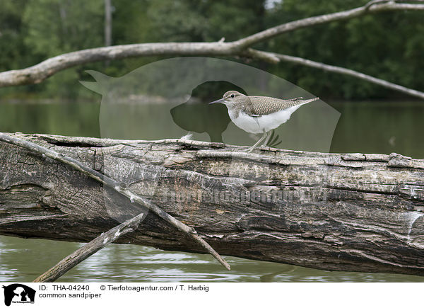 Flussuferlufer / common sandpiper / THA-04240