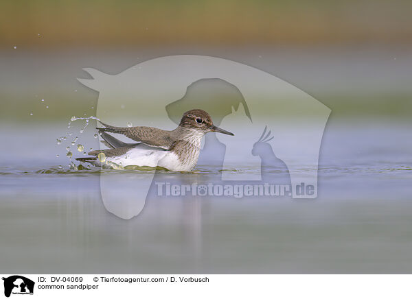 Flussuferlufer / common sandpiper / DV-04069