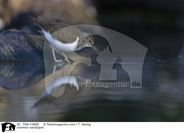 Flussuferlufer / common sandpiper / THA-10899