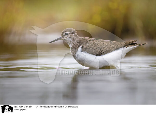 sandpiper / UM-03429