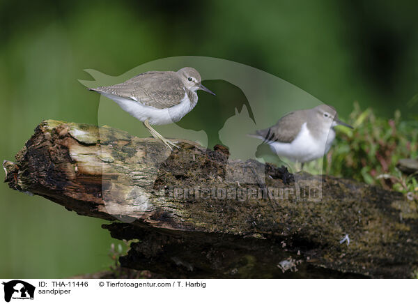 Flussuferlufer / sandpiper / THA-11446