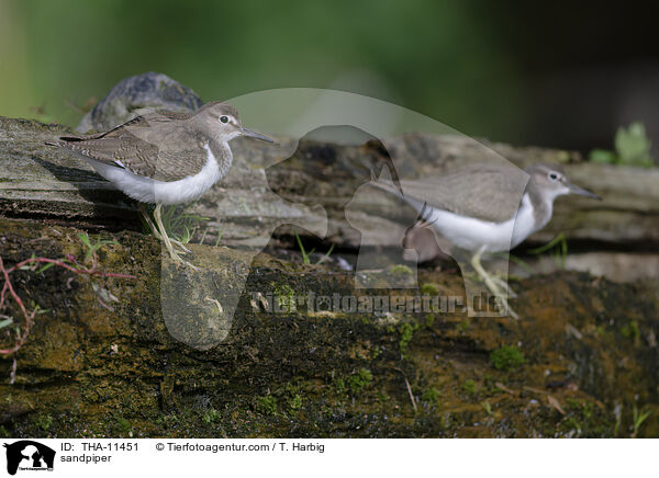 Flussuferlufer / sandpiper / THA-11451