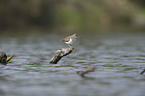 common sandpiper