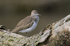 common sandpiper