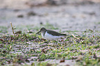 Sandpiper