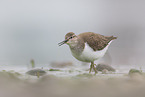 common sandpiper
