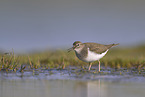 common sandpiper