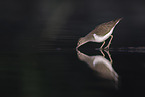 common sandpiper
