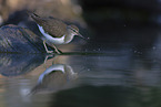 common sandpiper