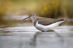 sandpiper