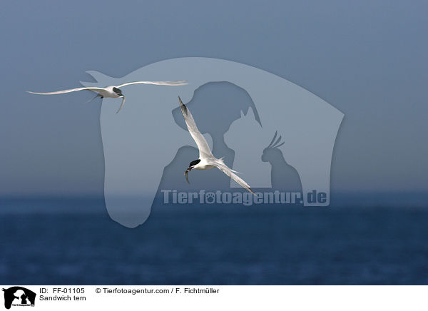Brandseeschwalbe / Sandwich tern / FF-01105