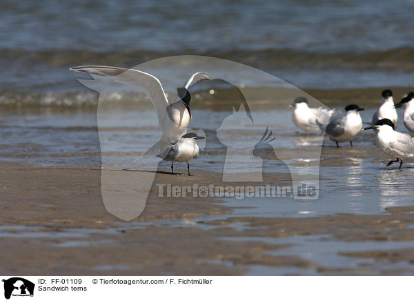 Sandwich terns / FF-01109