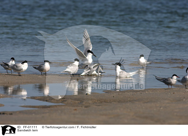 Sandwich tern / FF-01111