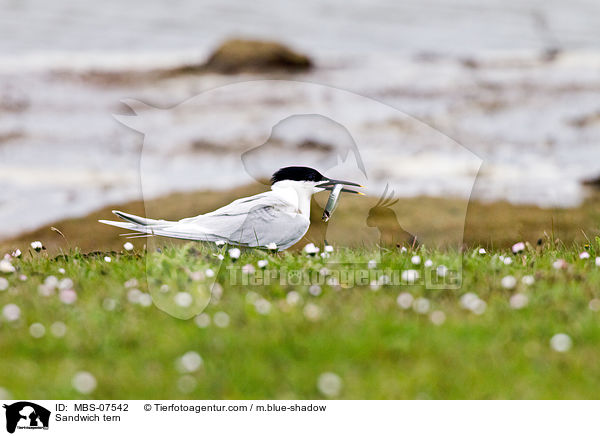 Brandseeschwalbe / Sandwich tern / MBS-07542