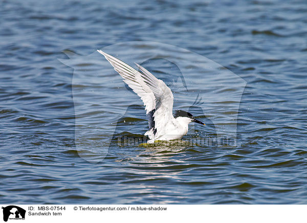 Brandseeschwalbe / Sandwich tern / MBS-07544