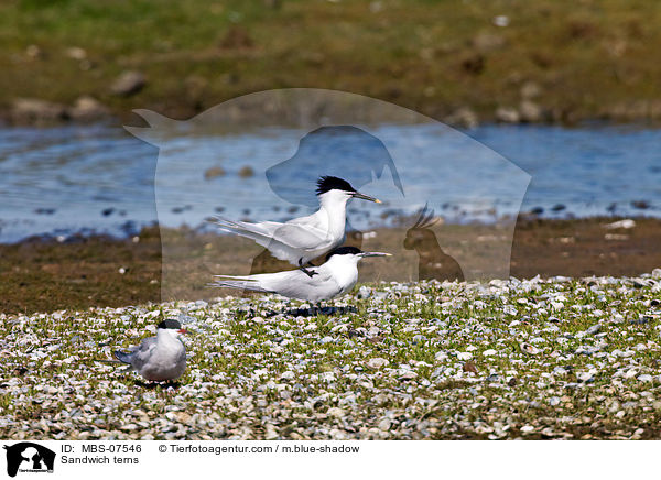 Sandwich terns / MBS-07546