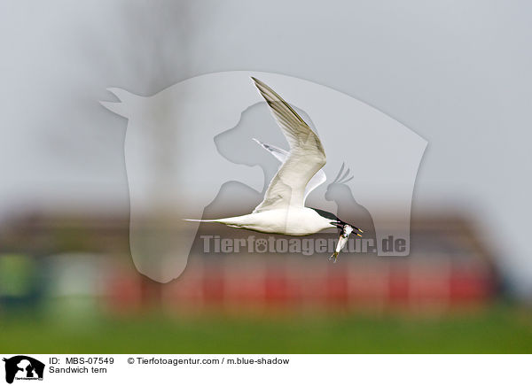 Sandwich tern / MBS-07549