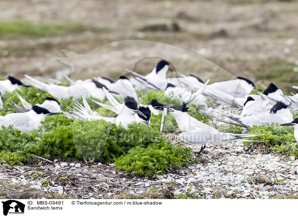 Sandwich terns / MBS-09481